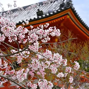 Sakura 祇園北 京都